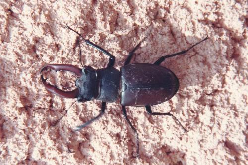 Lucanus cervus